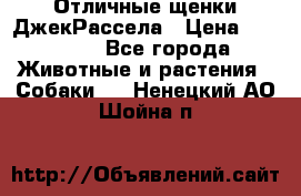 Отличные щенки ДжекРассела › Цена ­ 50 000 - Все города Животные и растения » Собаки   . Ненецкий АО,Шойна п.